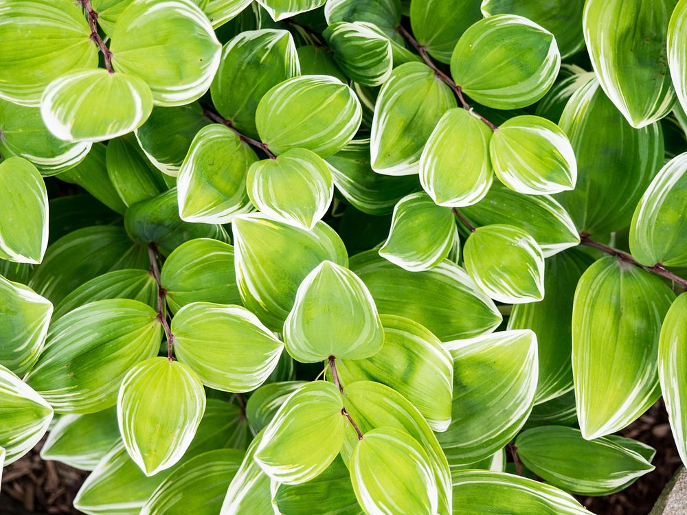 Green leaves nature background. Original public domain image from Wikimedia Commons