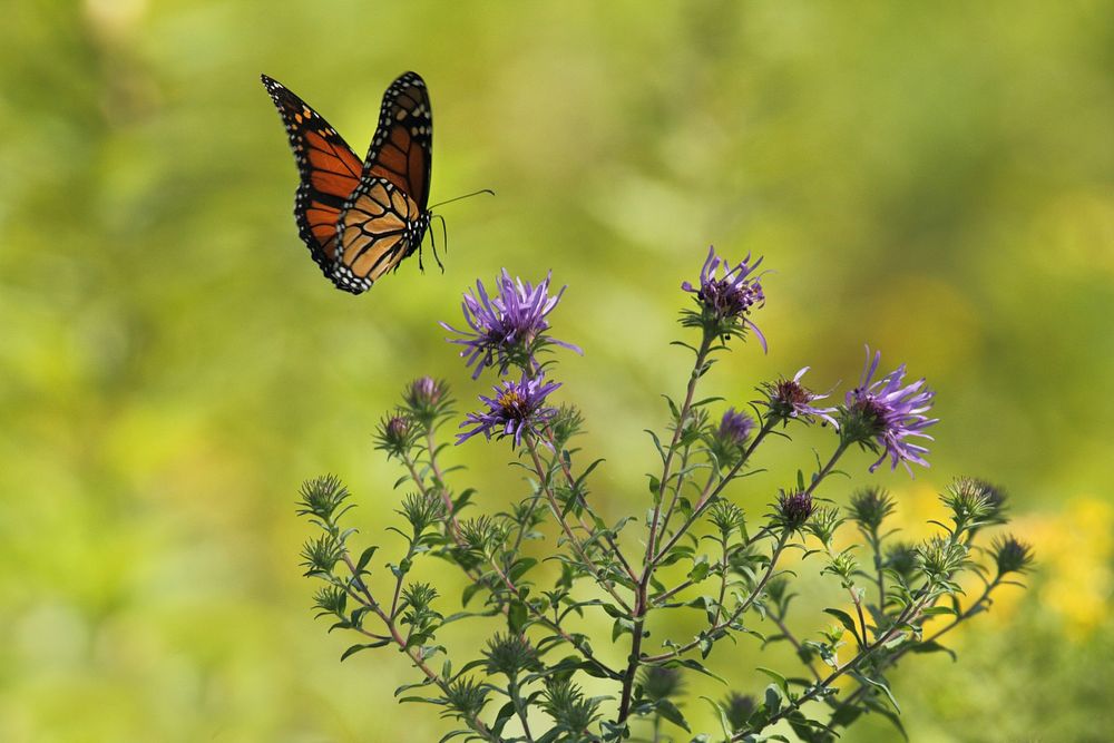 A monarch butterfly landing on thistle flowers. Original public domain image from Wikimedia Commons