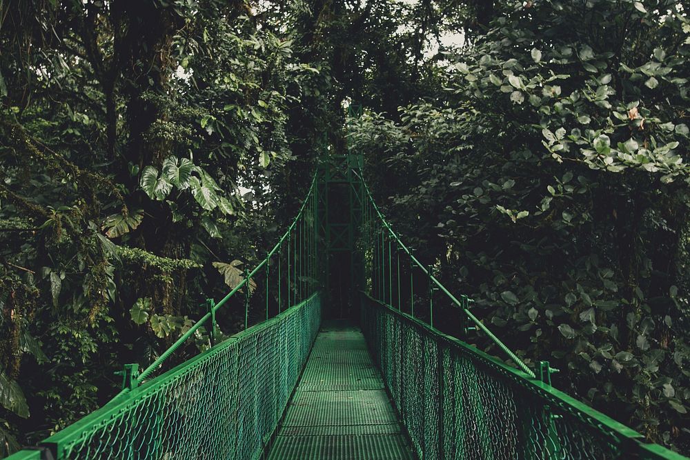 Monteverde Lush. Original public domain image from Wikimedia Commons