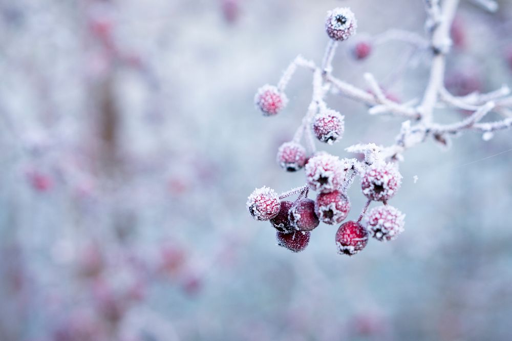 Blossom during winter. Original public domain image from Wikimedia Commons