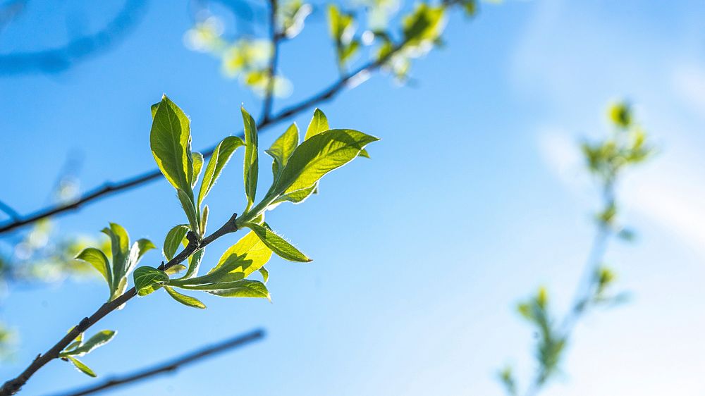 Branches of small green leaves with blue sky background. Original public domain image from Wikimedia Commons