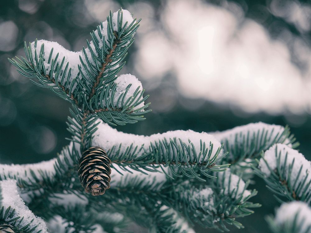 Pine cone hanging on a snowy pine tree. Original public domain image from Wikimedia Commons