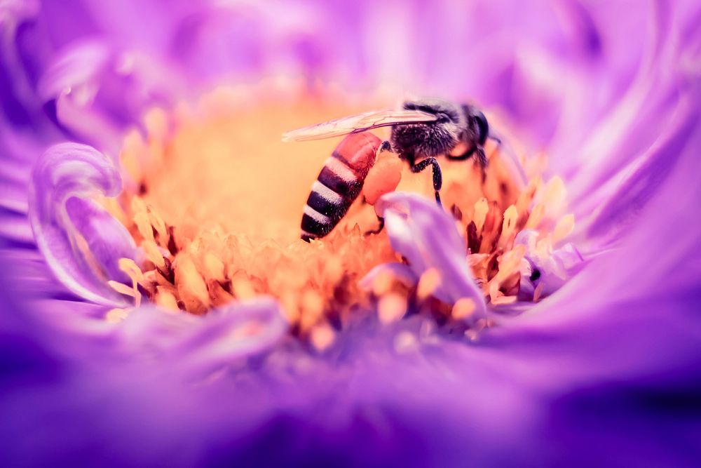 Black and white bee on top of purple flower. Original public domain image from Wikimedia Commons