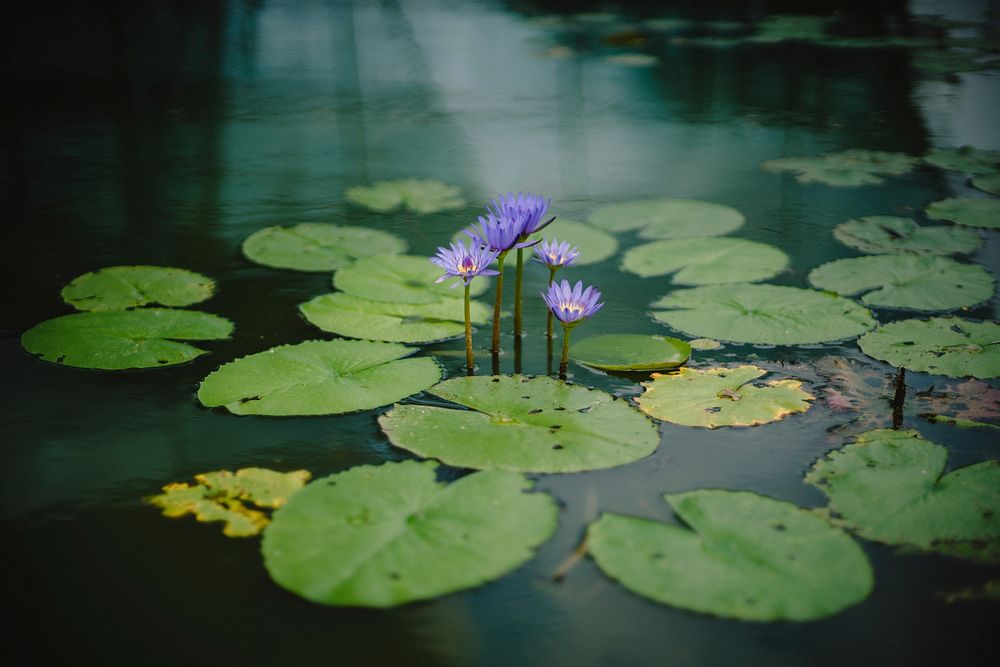 Lily pads and purple flowers grow in a still water pond. Original public domain image from Wikimedia Commons