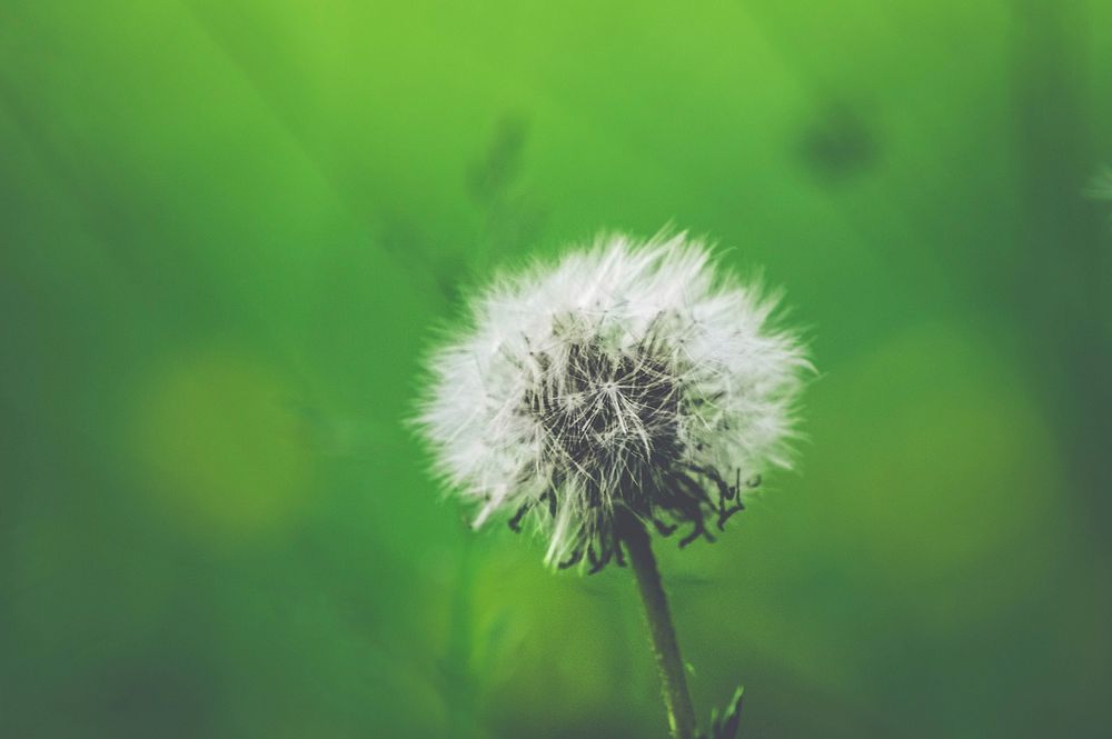 Fully dandelion weed growing in a green landscape. Original public domain image from Wikimedia Commons