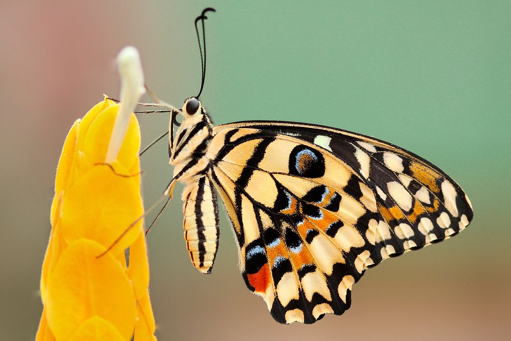 A butterfly feeding on a tall yellow flower. Original public domain image from Wikimedia Commons