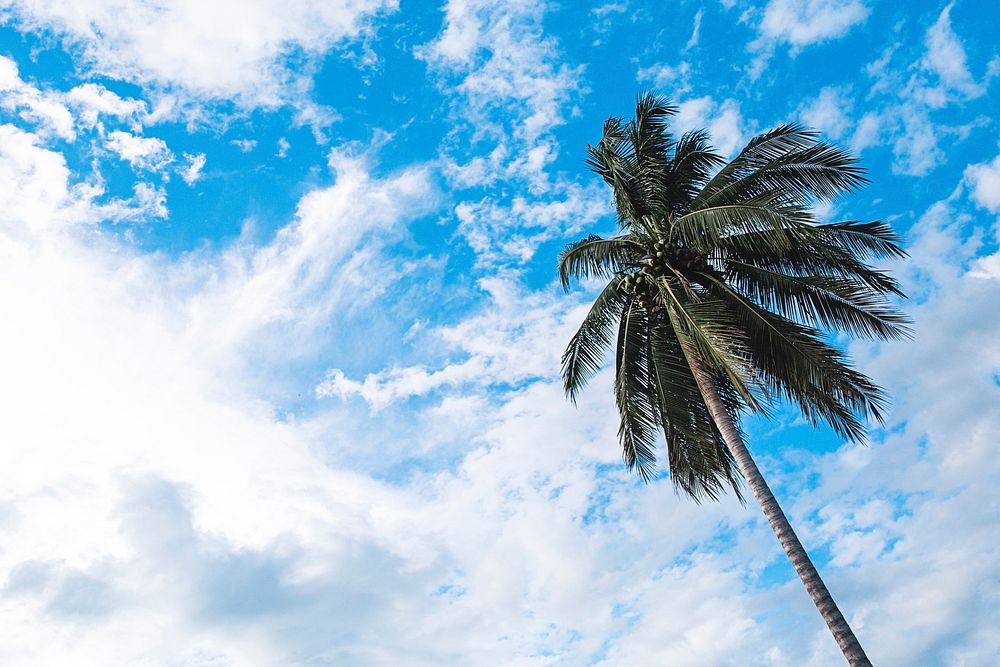 Looking up at a palm tree against a bright blue sky with bright clouds. Original public domain image from Wikimedia Commons