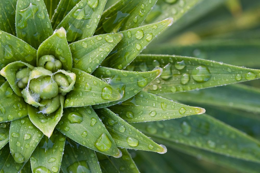 Closeup shot of wet succelent plant. Original public domain image from Wikimedia Commons
