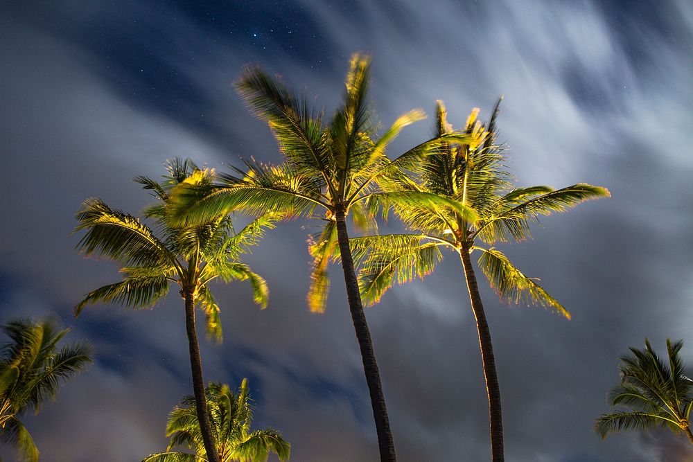 Palm trees in a tropical cloudy night. Original public domain image from Wikimedia Commons