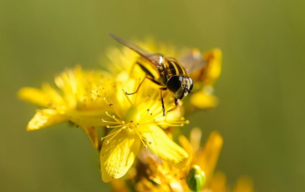 Bug perched on a yellow wildflower. Original public domain image from Wikimedia Commons