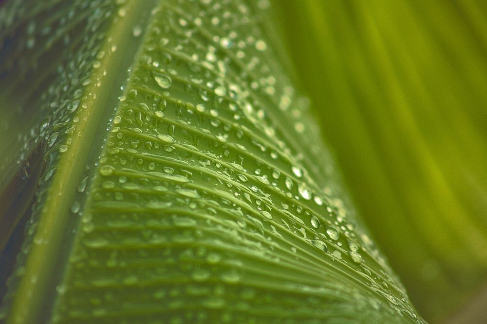 Green leafed plant with droplets from the rain. Original public domain image from Wikimedia Commons