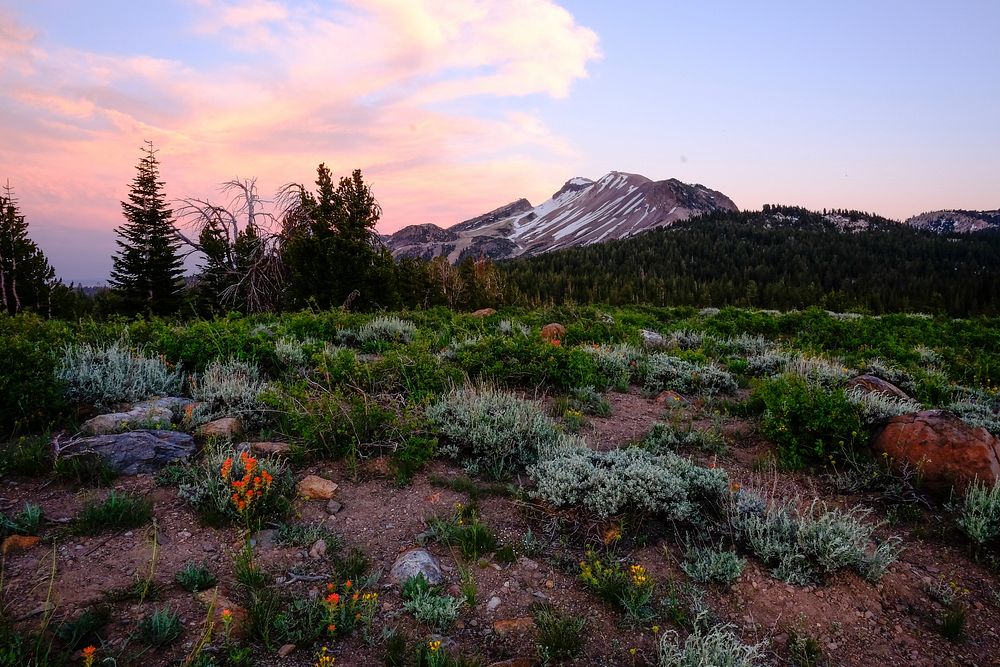 A colorful meadow in the mountains on a quiet afternoon. Original public domain image from Wikimedia Commons