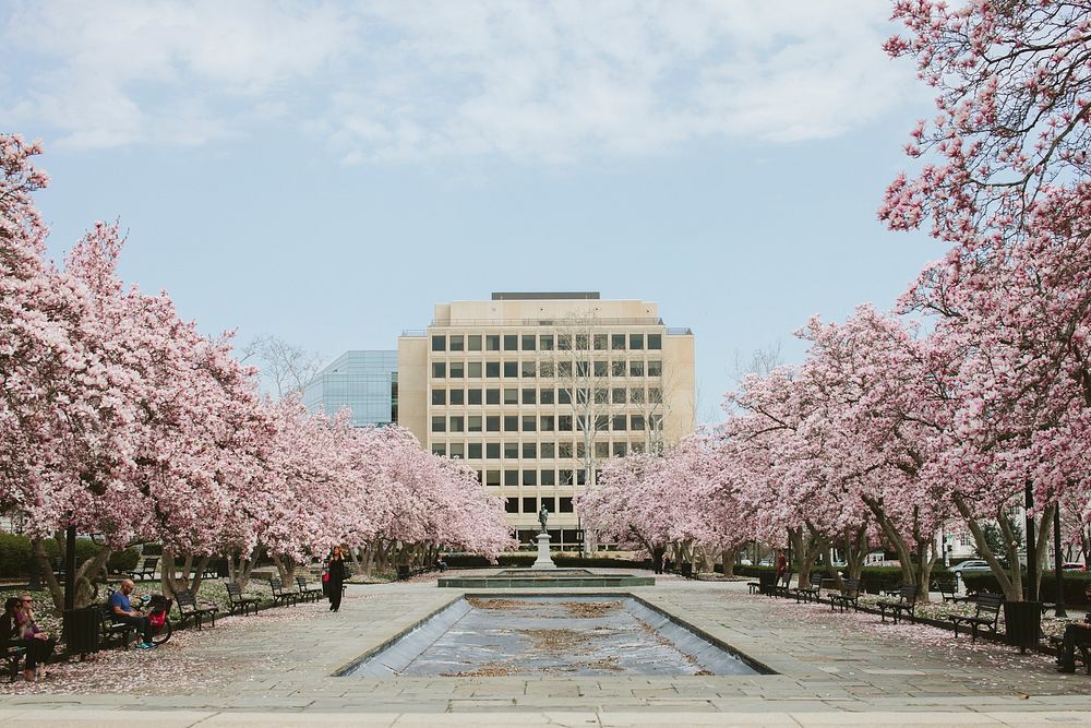 Cherry blossom trees lining public space with white building and blue sky in Spring. Original public domain image from…
