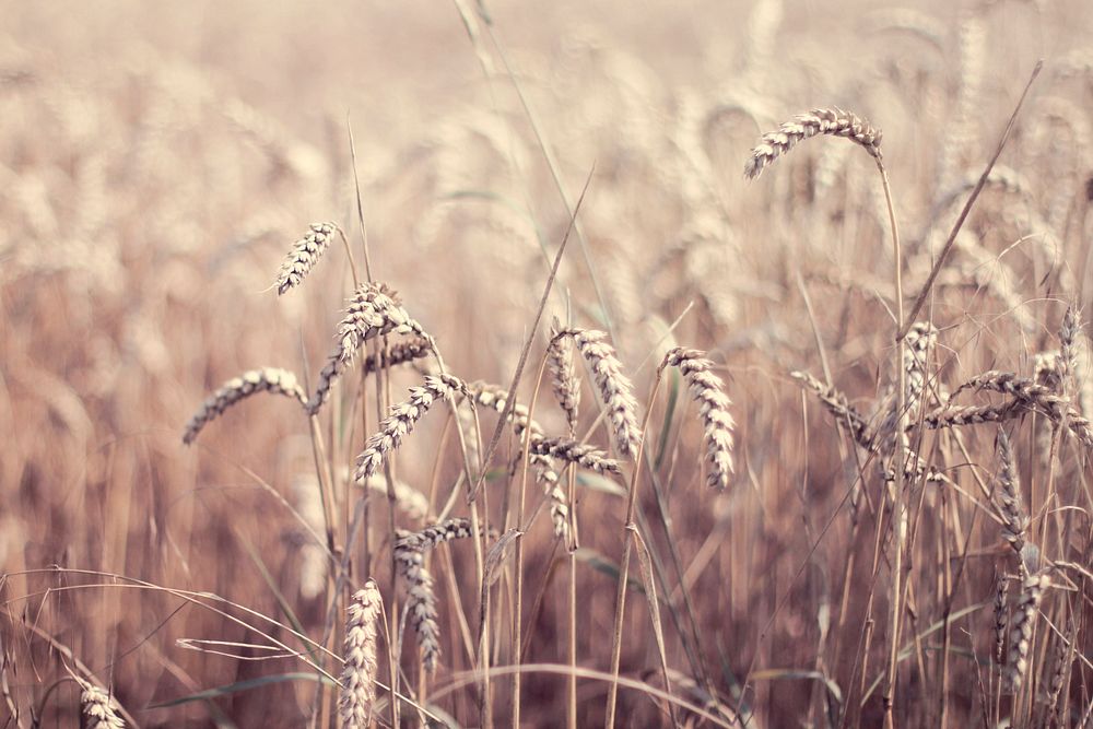 Brown grains of wheat in a farm field. Original public domain image from Wikimedia Commons