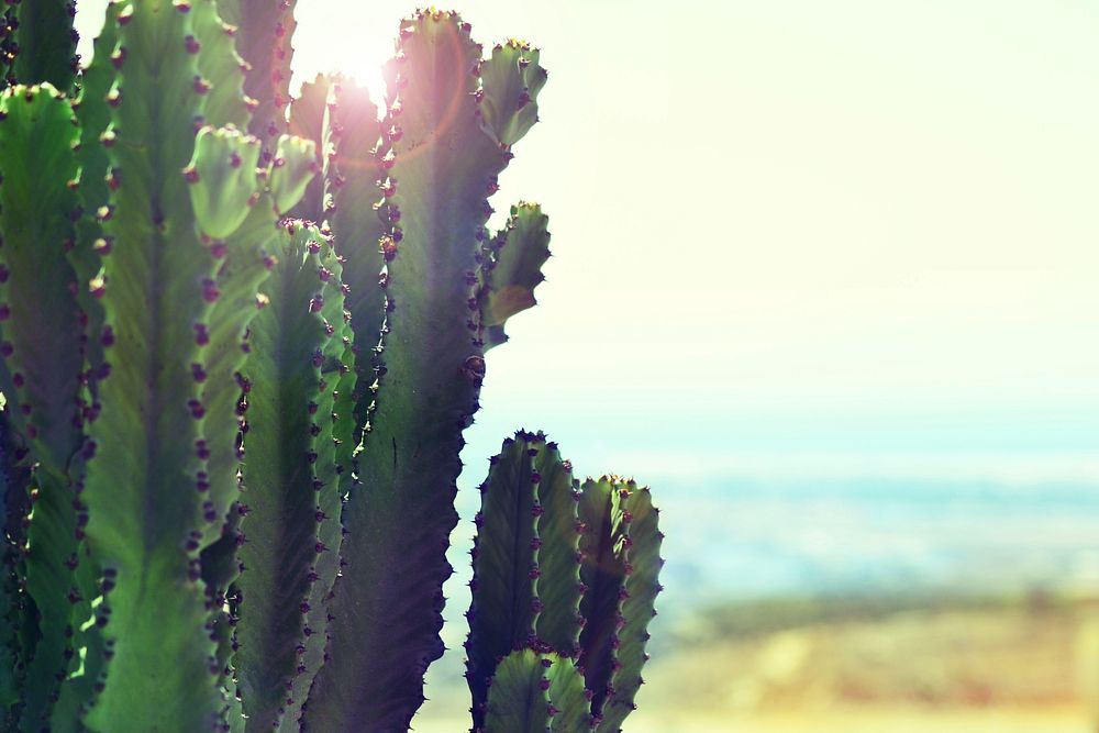 Cactus catches sunlight on a hot day in the desert. Original public domain image from Wikimedia Commons