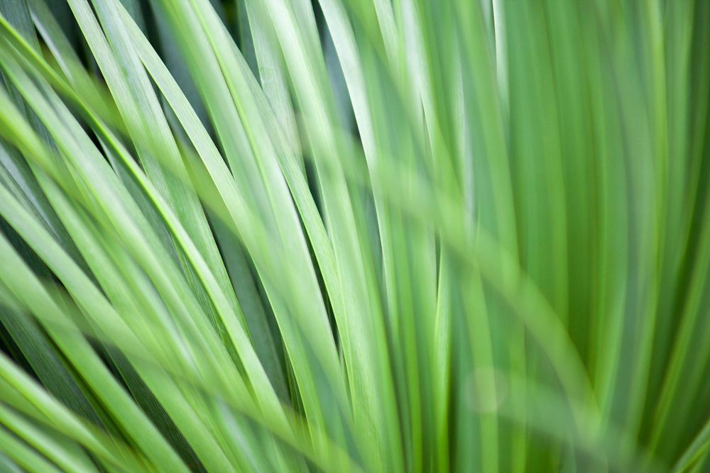 Green grass nature background. Original public domain image from Wikimedia Commons