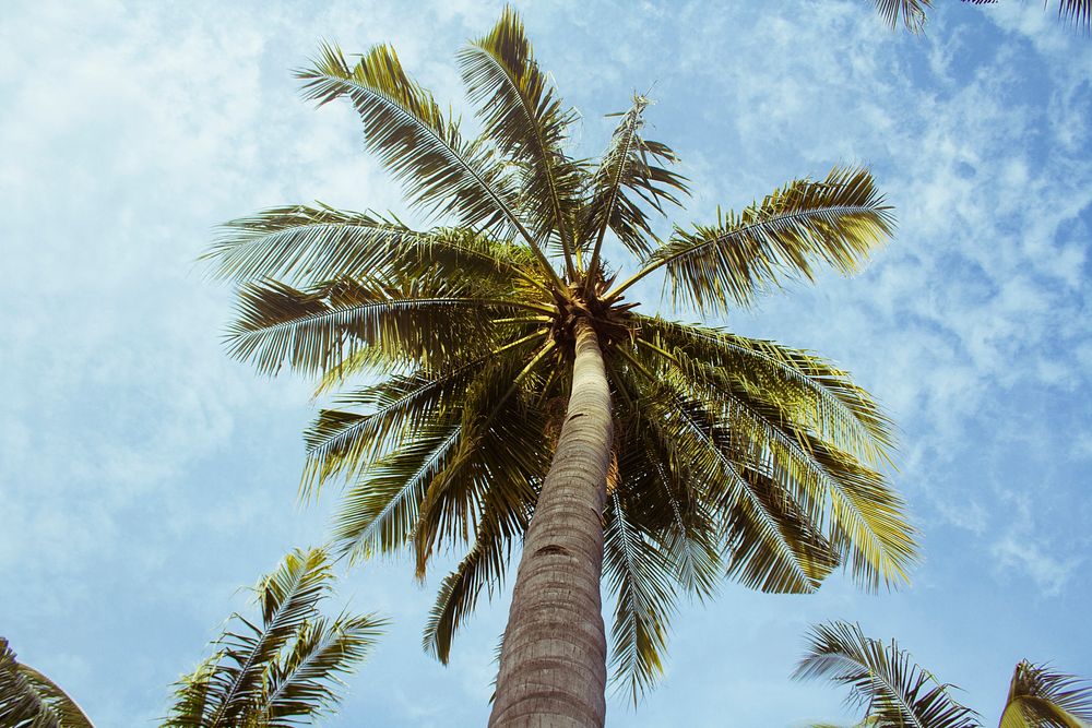 Looking up the trunk of a palm tree and a bright blue sky in Gili Trawangan. Original public domain image from Wikimedia…