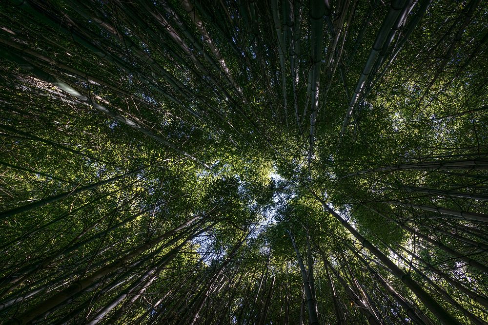 Looking up in the middle of a plush, green forest. Original public domain image from Wikimedia Commons