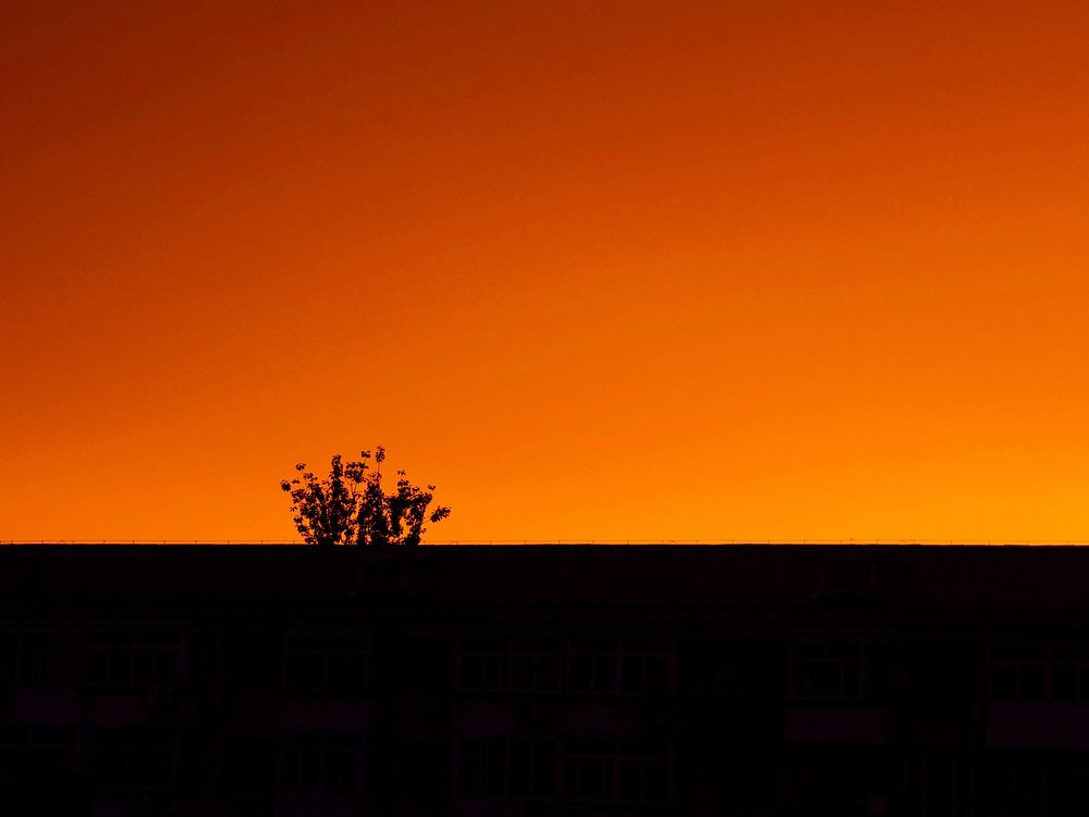 A silhouetted tree in front of a fiery orange sunset sky in Beijing. Original public domain image from Wikimedia Commons