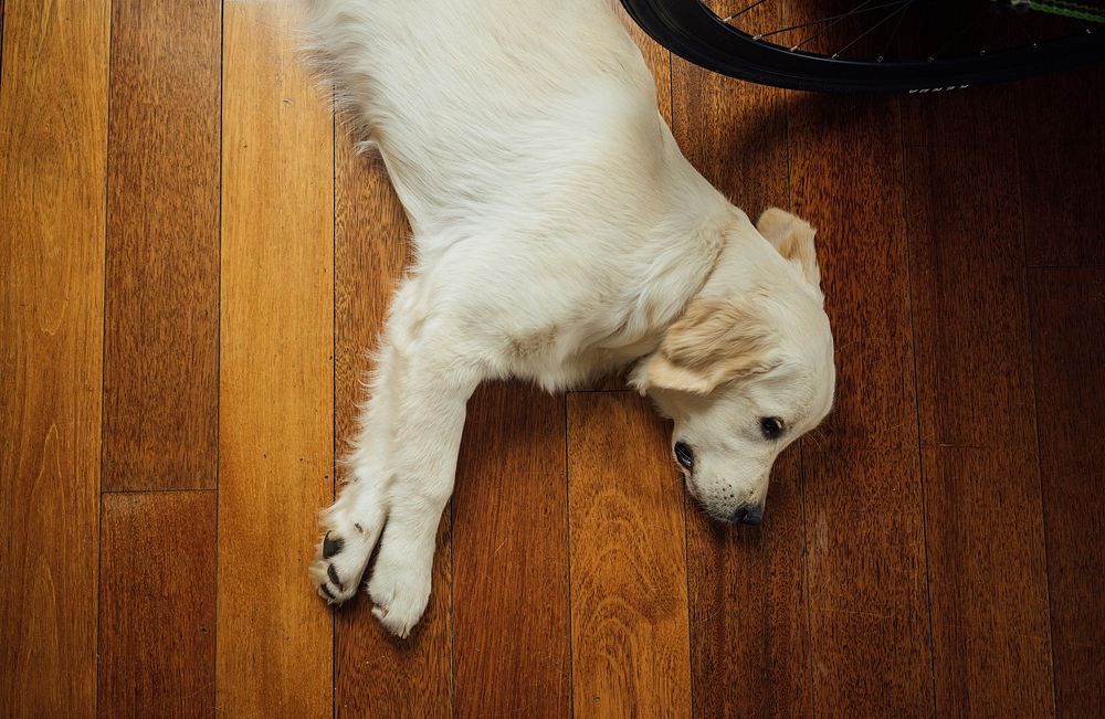 Dog lying down on a wooden floor. Original public domain image from Wikimedia Commons