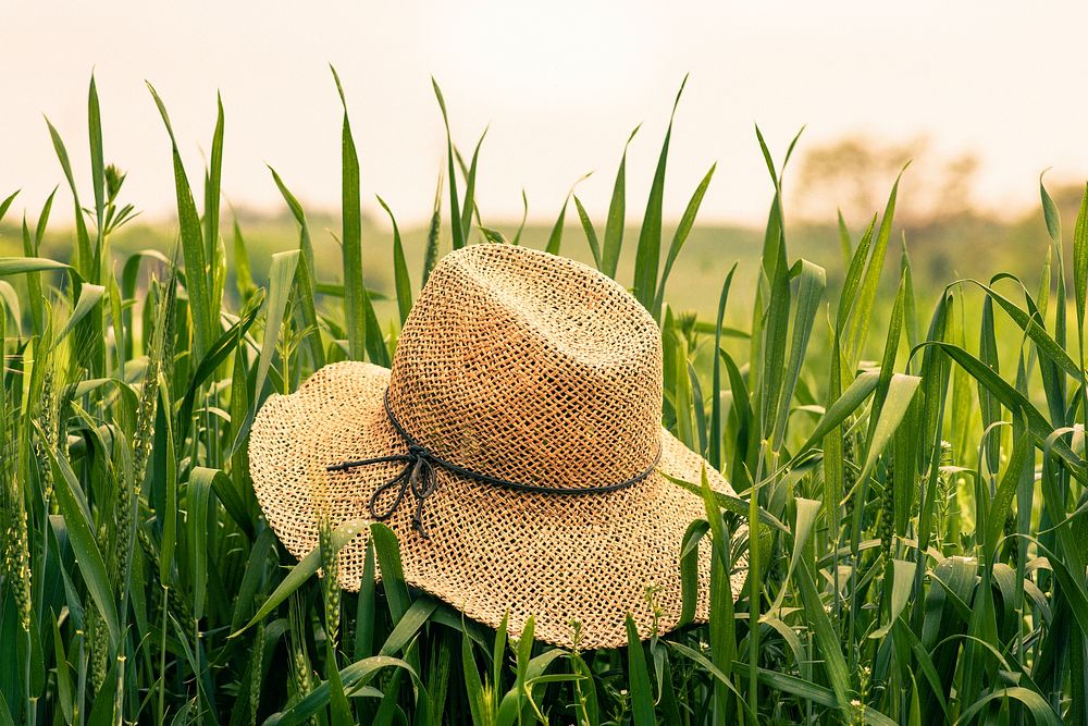 A straw hat sitting on grass in a field in Caracal. Original public domain image from Wikimedia Commons