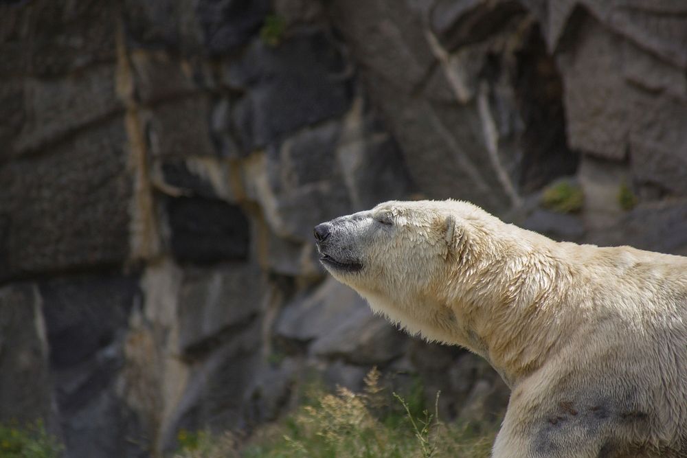 A polar bear raising its head and closing its eyes next to a rocky wall. Original public domain image from Wikimedia Commons