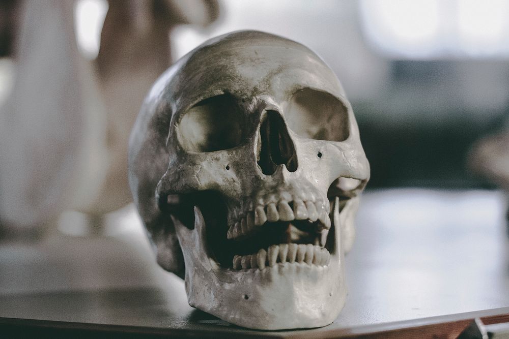 Human skull on a table. Original public domain image from Wikimedia Commons