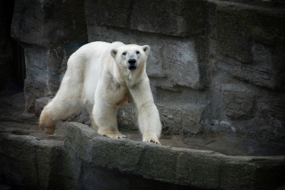 A view of a white furry polar bear walking on a stony cliff. Original public domain image from Wikimedia Commons