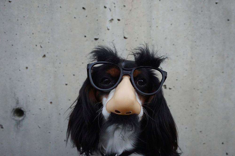 A dog wearing a disguise mask with glasses, a large nose and moustache. Original public domain image from Wikimedia Commons