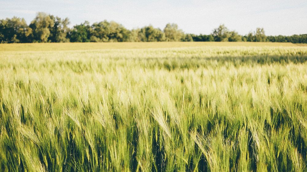Green wheat field. Original public domain image from Wikimedia Commons