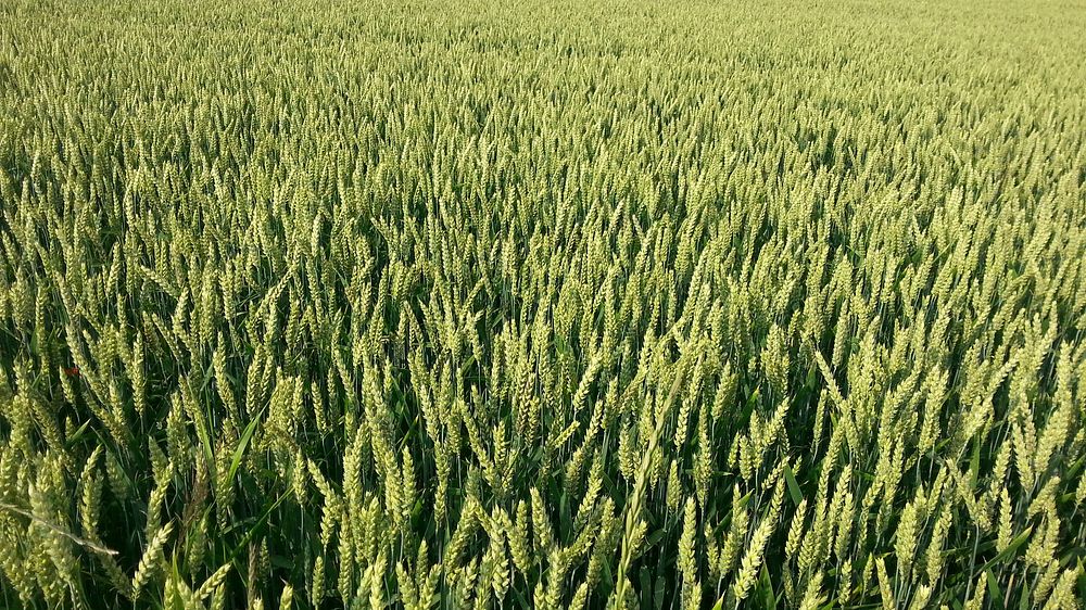 Field of green plants grow on a farm. Original public domain image from Wikimedia Commons