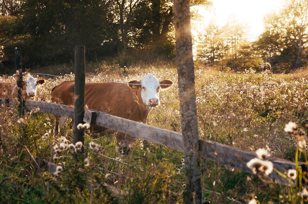 Cow in a field. Original public domain image from Wikimedia Commons