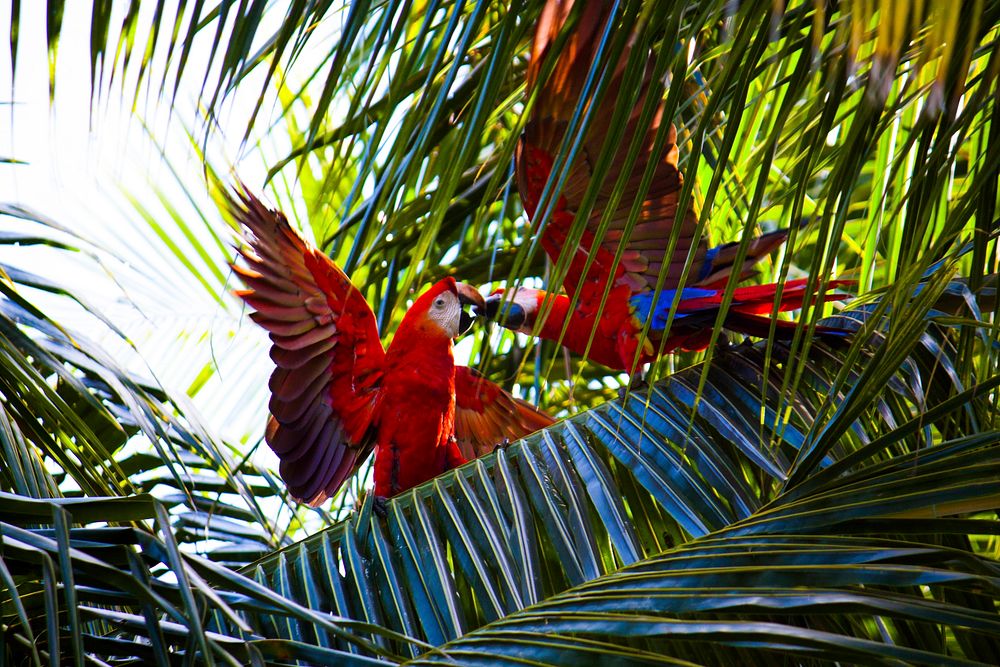 Red Macaw parrots in the jungle. Original public domain image from Wikimedia Commons