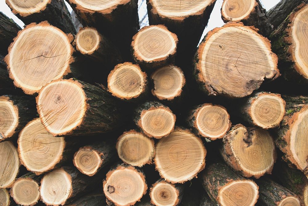 Logs of lumber wood stacked on each other showing it's circular parts. Original public domain image from Wikimedia Commons