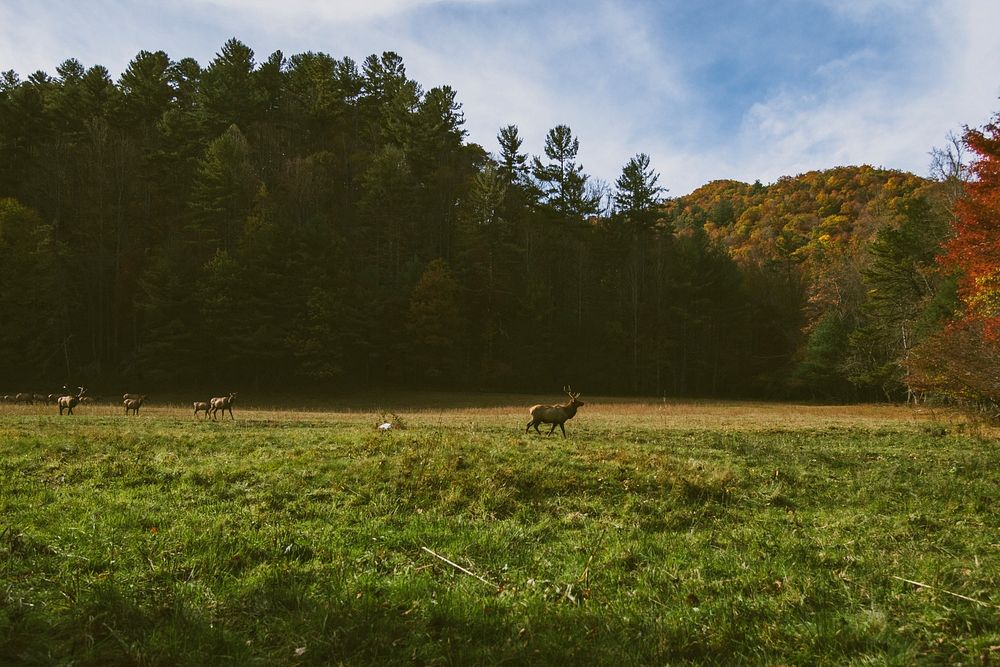 A herd of deers in a meadow near a forest in Cataloochee. Original public domain image from Wikimedia Commons