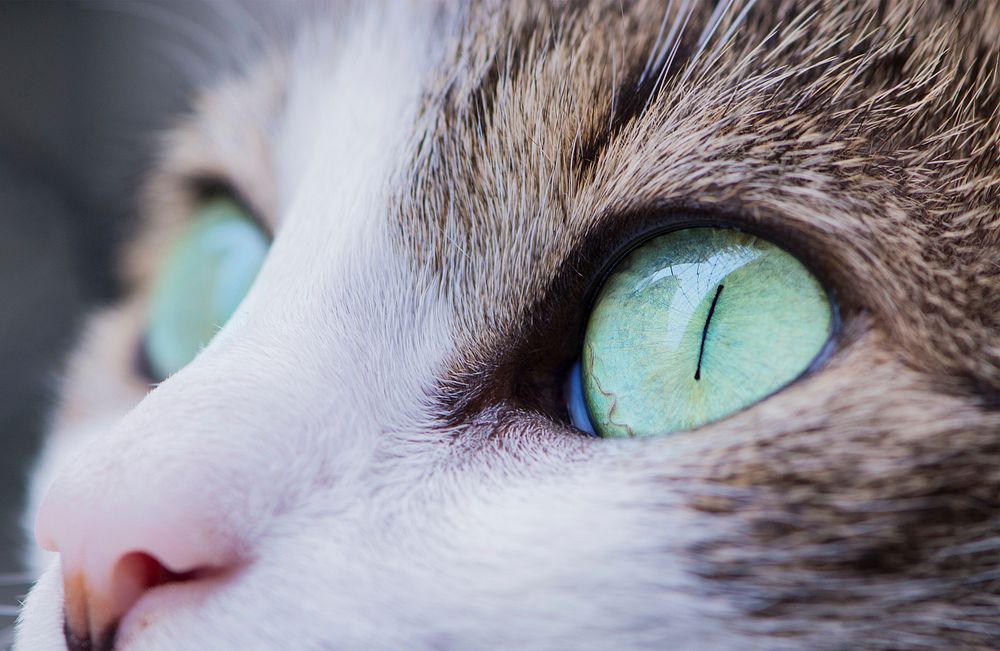 Macro of a cat's green eyes. Original public domain image from Wikimedia Commons