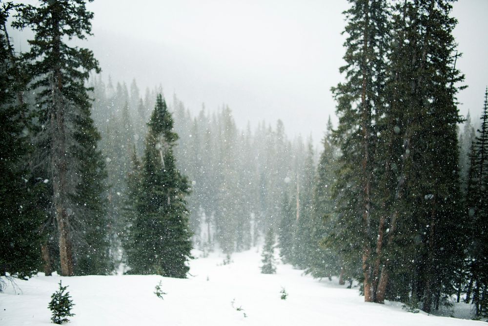 Falling snow over a coniferous forest in Butler Gulch. Original public domain image from Wikimedia Commons