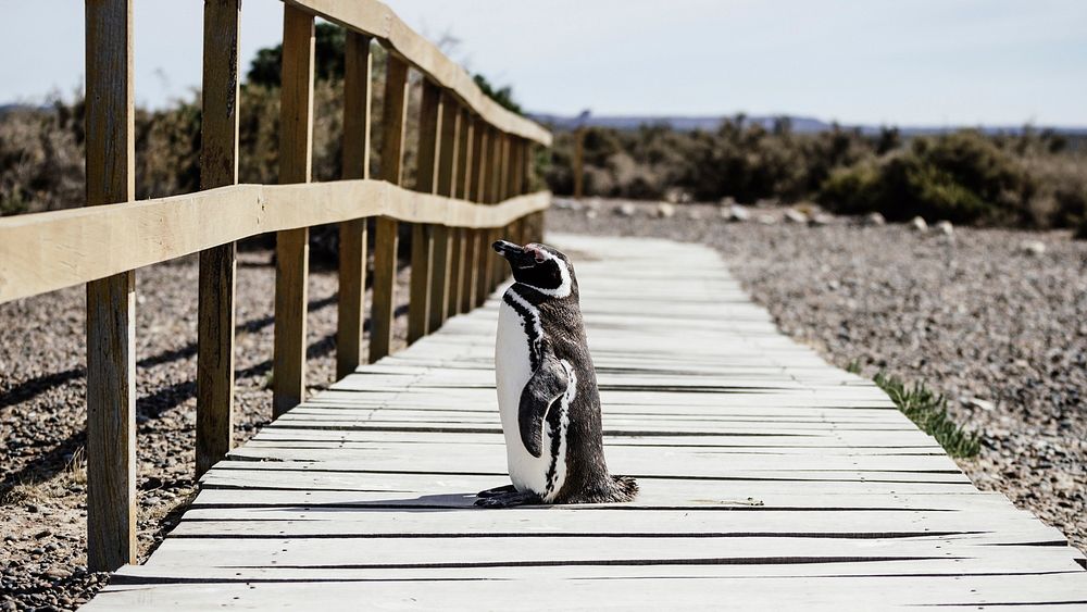 A little penguin standing on a path in Península Valdés. Original public domain image from Wikimedia Commons