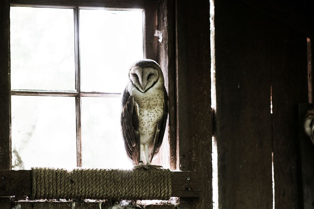 Owl on window edge, bird background. Original public domain image from Wikimedia Commons