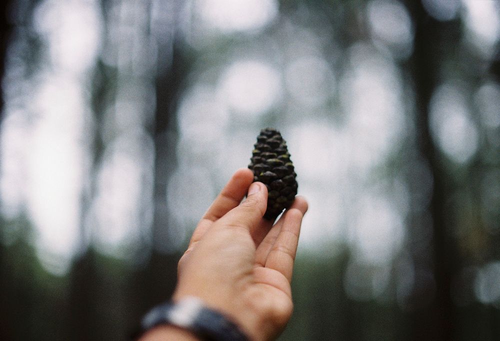 Pine cones and pine. Original public domain image from Wikimedia Commons