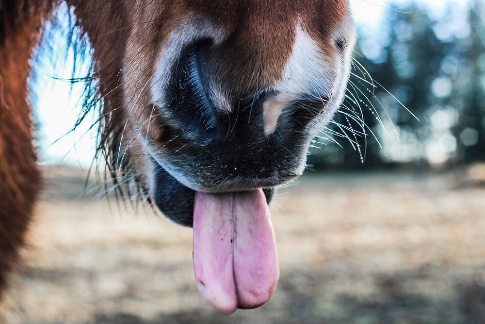 Close-up of a horse sticking out its tongue. Original public domain image from Wikimedia Commons