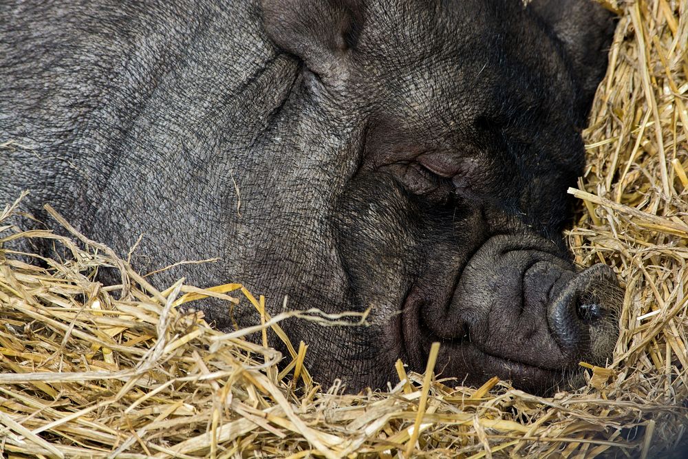Macro of large dark pig sleeping on pile of hay. Original public domain image from Wikimedia Commons