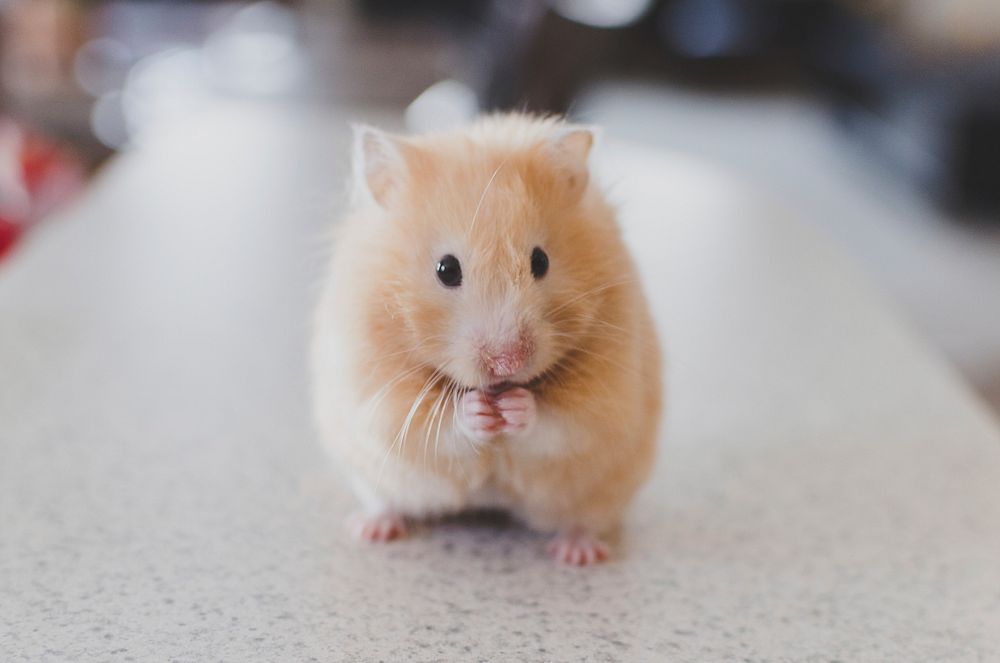 Golden hamster. Original public domain image from Wikimedia Commons