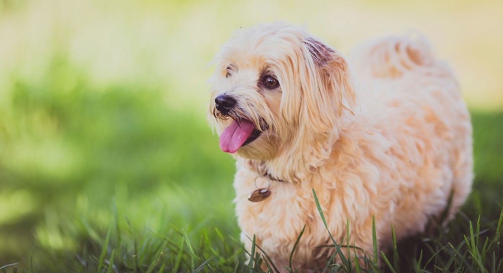 Small white dog. Original public domain image from Wikimedia Commons