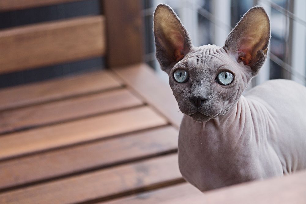 Close-up of a blue-eyed hairless hairless cat. Original public domain image from Wikimedia Commons