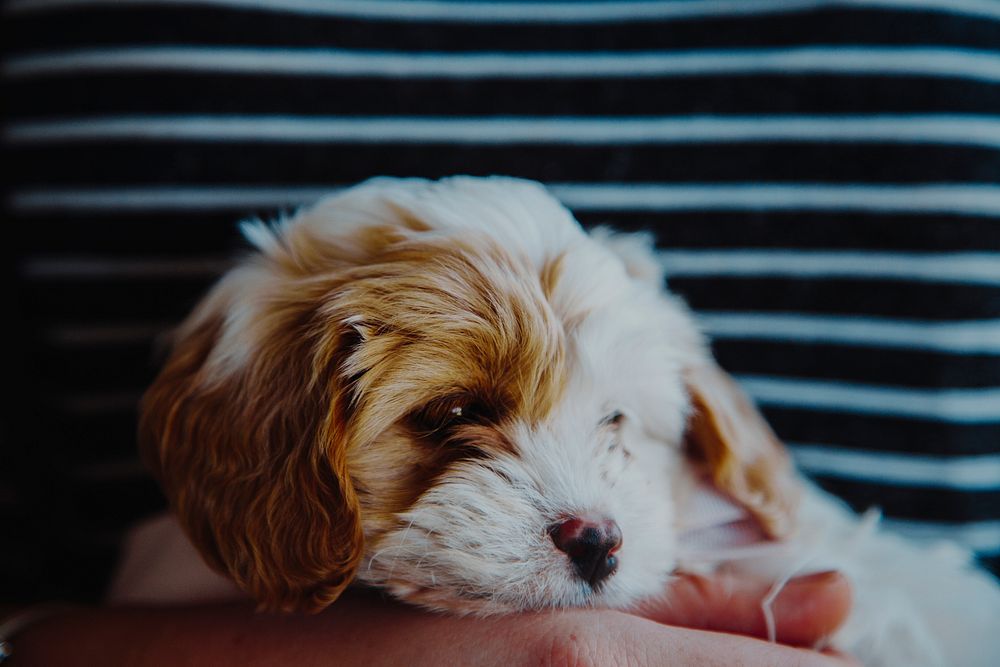 Adorable fluffy puppy rests its head in a person's hands. Original public domain image from Wikimedia Commons
