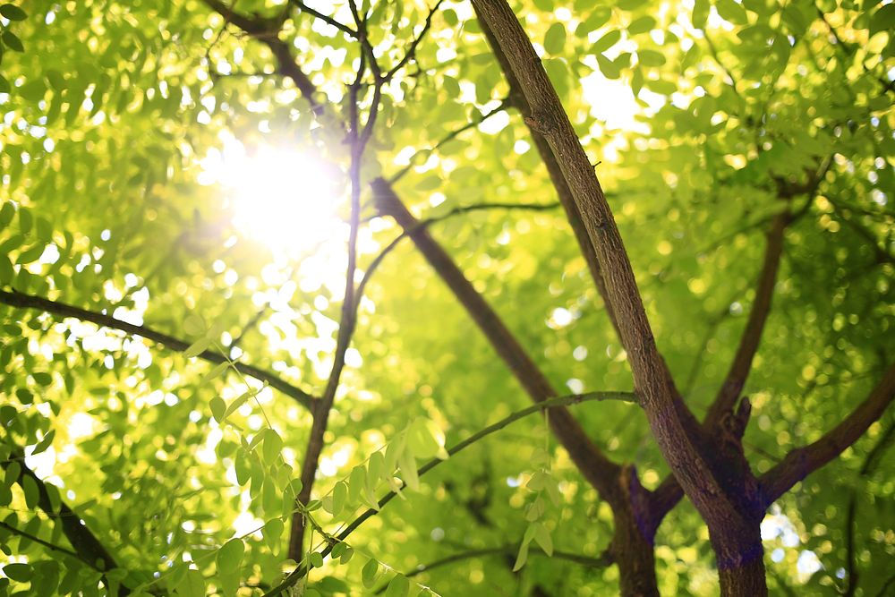 A close-up of a tree and its leaves with the sun leaking through. Original public domain image from Wikimedia Commons