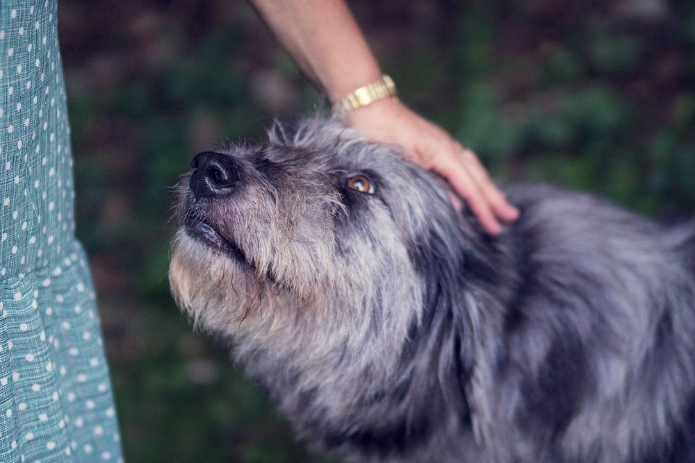 A woman's hand petting a dog in nature. Original public domain image from Wikimedia Commons