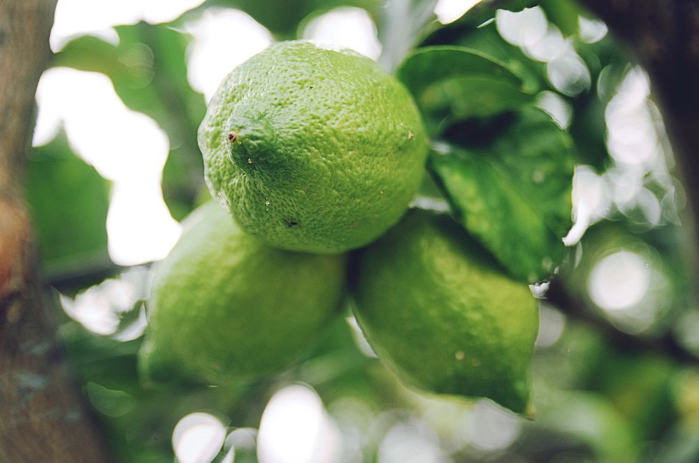 Fresh limes grow in a branch of a citrus tree. Original public domain image from Wikimedia Commons