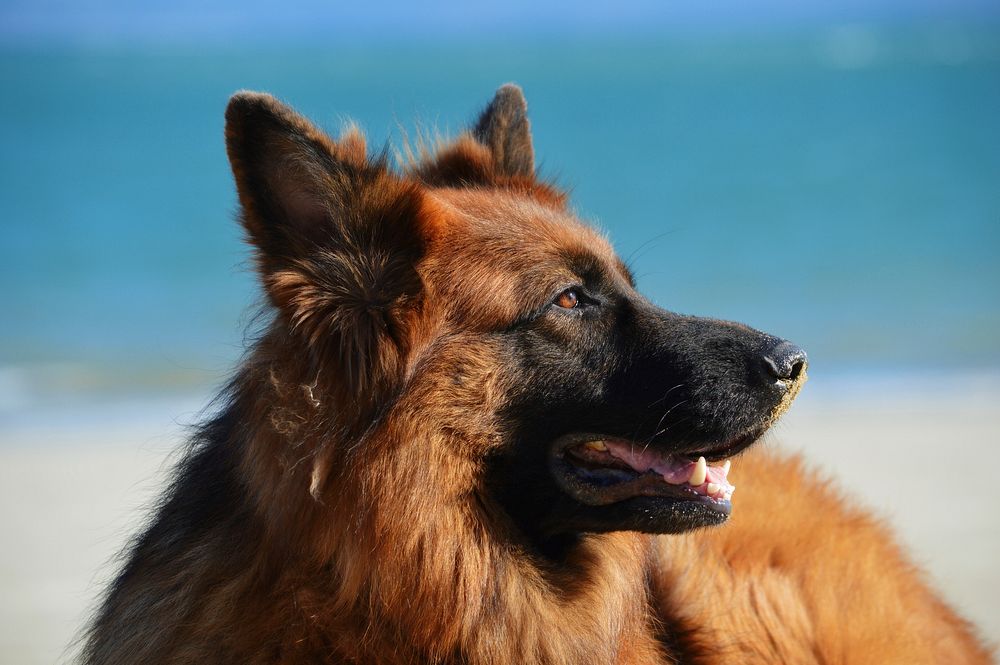 German shepherd dog. Original public domain image from Wikimedia Commons